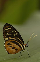 Orange Tiger (Tithorea harmonia) butterfly on a leaf in the rainforest, Ecuador