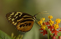 Orange Tiger (Tithorea harmonia) butterfly feeding on nectar from a rainforest flower, Ecuador