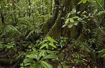 Buttress roots and a variety of plant life in the rainforest, Yasuni National Park, Ecuador