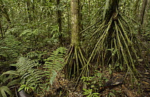 Stilt roots on the rainforest, Ecuador