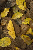 Imperial Moth (Eacles imperialis) camouflaged in leaf litter in rainforest, Yasuni National Park, at 982,000 hectares, the largest national park in Ecuador