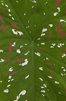Caladium (Caladium sp) leaf detail in the rainforest, Yasuni National Park, Ecuador