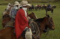 Chagra cowboys lined up at a hacienda in the Andes Mountains for the annual overnight cattle round-up, Ecuador