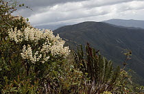 Plant in the Ericaceae family flowering, Podocarpus National Park, Andes Mountains, Ecuador