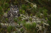 Great Horned Owl (Bubo virginianus) perched in a Pine tree, Cotopaxi National Park, Ecuador