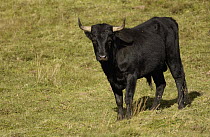 Domestic Cattle (Bos taurus) bull in open grassland, Andes Mountains, South America
