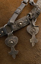 Detail of ornate leather horse tack on a horse at Hacienda Yanahurco in the Andes Mountains, Ecuador