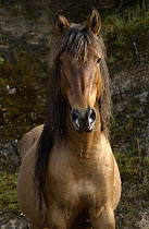 Wild Horse (Equus caballus) in open grassland, Andes Mountains, Ecuador