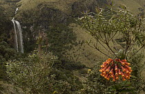 Bomarea (Bomerea sp) blooming with waterfall behind, Cotopaxi National Park, Andes Mountains, Ecuador
