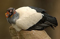 King Vulture (Sarcoramphus papa) adult perched on rock, South America