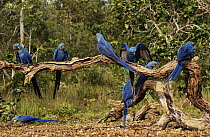 Hyacinth Macaw (Anodorhynchus hyacinthinus) flock in Cerrado habitat feeding on Piassava Palm (Attalea funifera) nuts, Brazil