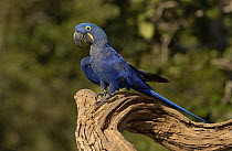Hyacinth Macaw (Anodorhynchus hyacinthinus) portrait, Cerrado habitat, Brazil