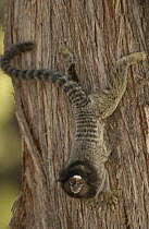 Common Marmoset (Callithrix jacchus) clinging to tree trunk in Cerrado habitat, South America