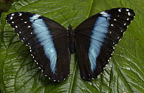 Morpho Butterfly (Morpho achilles) butterfly, on a leaf in the rainforest, Ecuador
