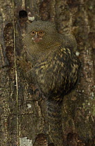 Pygmy Marmoset (Cebuella pygmaea) world's smallest primate on a tree trunk in the Amazon, South America