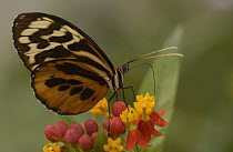 Orange Tiger (Tithorea harmonia) butterfly feeding on flower nectar in the rainforest, Ecuador