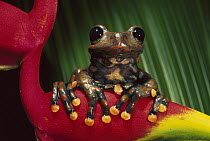 Strawberry Tree Frog (Hyla pantosticta) male on a bromeliad in the cloud forest, Carchi Province, northeastern Ecuador