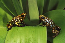 Splendid Poison Dart Frog (Dendrobates sylvaticus) pair on a leaf in the Choco Rainforest, Esmeraldas Province, northwestern Ecuador