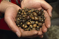 Common Pillbug (Armadillidium vulgare) group dried for sale in traditional medicine market, Yunnan, China