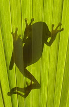 Chachi Tree Frog (Hyla picturata) silhouette, threatened habitat, Choco Rainforest, Ecuador