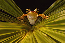 Chachi Tree Frog (Hyla picturata), Choco Rainforest, threatened habitat, northwestern Ecuador