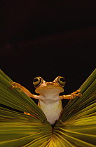 Chachi Tree Frog (Hyla picturata), Choco Rainforest, threatened habitat, northwestern Ecuador