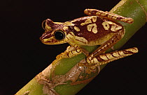 Chachi Tree Frog (Hyla picturata) adult, Choco Rainforest, threatened habitat, Ecuador