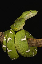 Emerald Tree Boa (Corallus caninus) adult, Amazon rainforest, Ecuador