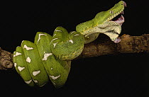 Emerald Tree Boa (Corallus caninus) showing the independent mobility four jaws, Amazon, Ecuador