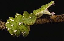 Emerald Tree Boa (Corallus caninus) showing independent mobility of four jaws, Amazon, Ecuador