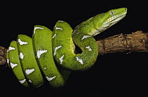 Emerald Tree Boa (Corallus caninus) adult, Amazon, Ecuador