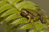 Marsupial Frog (Gastrotheca riobambae) third day out of water metamorphosing from aquatic tadpole to terrestrial frog, the tail will be absorbed into the body as a food source, Andes Mountains, Ecuado...