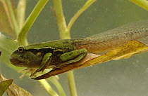 Marsupial Frog (Gastrotheca riobambae) tadpole underwater, back and front legs developed, Ecuador