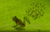 Glass Frog (Hyalinobatrachium sp) adult atop leaf with egg-clutch of tadpoles on underside showing through fully developed tadpoles dropped into the stream below, Choco rainforest, northwest Ecuador