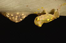 Glass Frog (Hyalinobatrachium sp) adult and egg clutch of fully developed tadpoles on underside of leaf over water, Choco rainforest, Ecuador