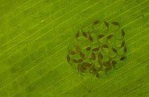 Glass Frog (Hyalinobatrachium sp) egg clutch of fully developed tadpoles on underside of leaf, Choco rainforest, northwest Ecuador