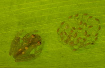 Glass Frog (Hyalinobatrachium sp) adult with egg-clutch full of tadpoles on underside of leaf, Choco rainforest, northwest Ecuador