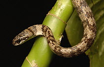 Mollusc-eating Snake (Dipsas areas) nocturnal, non-venomous, Guallabamba region, Andes Mountains, northwestern Ecuador