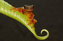 Shreve's Sarayacu Treefrog (Hyla sarayacuensis), Amazon rainforest, Ecuador