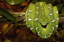 Emerald Tree Boa (Corallus caninus) coiled, Amazon, Ecuador