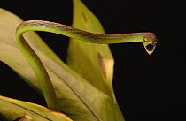 Vine Snake (Oxybelis brevirostris) aggressive display, Choco rainforest, northwest Ecuador