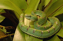 Eyelash Viper (Bothriechis schlegelii) venomous, arboreal, Esmeraldas, Ecuador