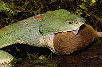 Eyelash Viper (Bothriechis schlegelii) eating a mouse, venomous, arboreal, Esmeraldas, Ecuador