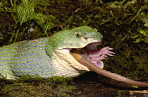 Eyelash Viper (Bothriechis schlegelii) eating a mouse, venomous, arboreal, Esmeraldas, Ecuador