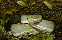 Eyelash Viper (Bothriechis schlegelii) coiled on bromeliad, venomous, arboreal, Esmeraldas, Ecuador