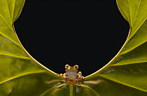 Cloud Forest Tree Frog (Hyla pellucens) sitting on edge of leaf, Choco Rainforest, northwest Ecuador