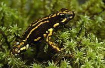 Poison Dart Frog (Epipedobates darwinwallacei), Mindo cloud forest, Ecuador