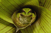 Marsupial Frog (Gastrotheca riobambae) two weeks out of the water, in a bromeliad, Andes Mountains, Ecuador