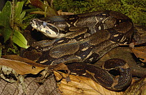 Boa Constrictor (Boa constrictor) preparing to molt, Machalilla National Park, Ecuador
