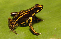 Poison Dart Frog (Epipedobates sp) new species still undescribed, Mindo cloud forest, Ecuador